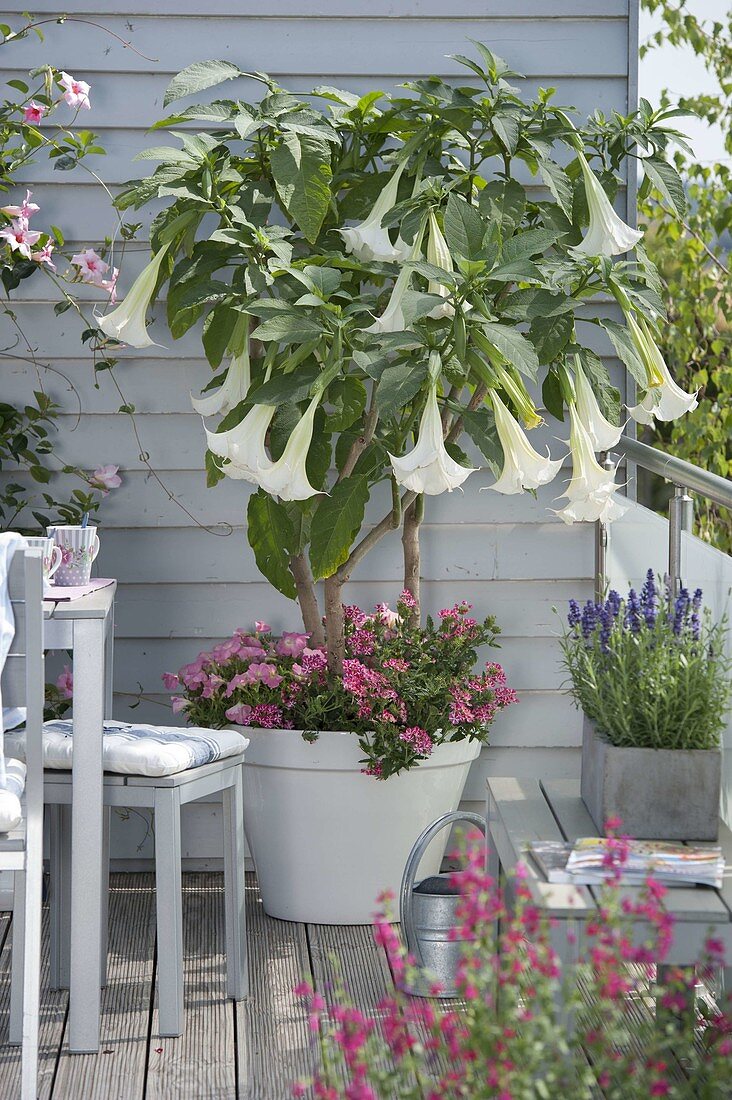 Datura (angel's trumpet), Petunia Perfectunia 'Pink Morn' (petunia), Verbena