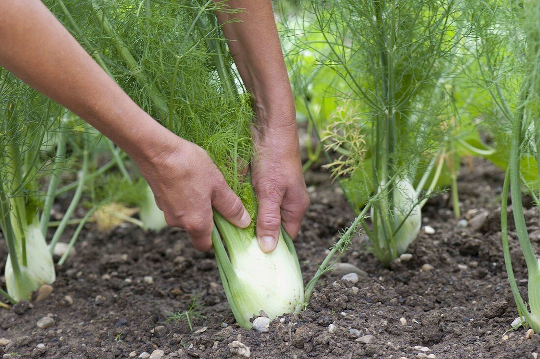 Florence fennel (foeniculum vulgare) in the flowerbed