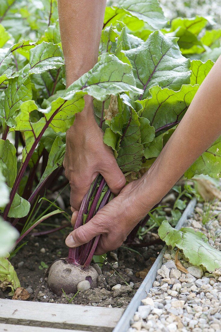 Harvesting beetroot (Beta vulgaris)