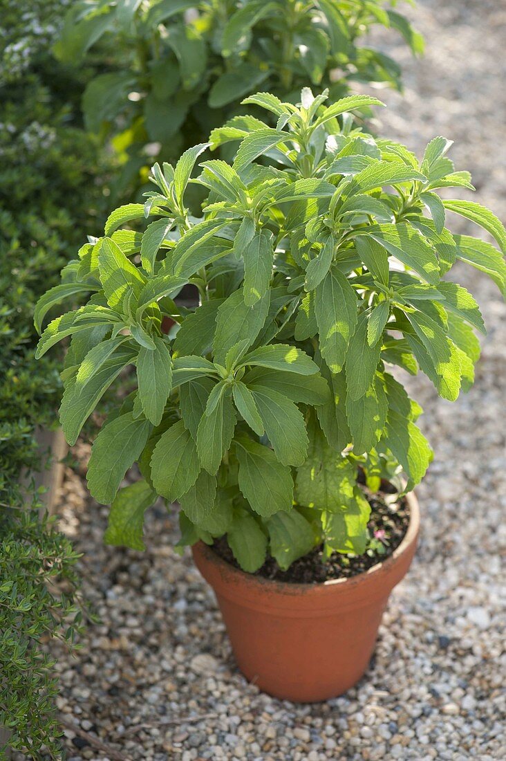 Stevia rebaudiana in clay pot on gravel path