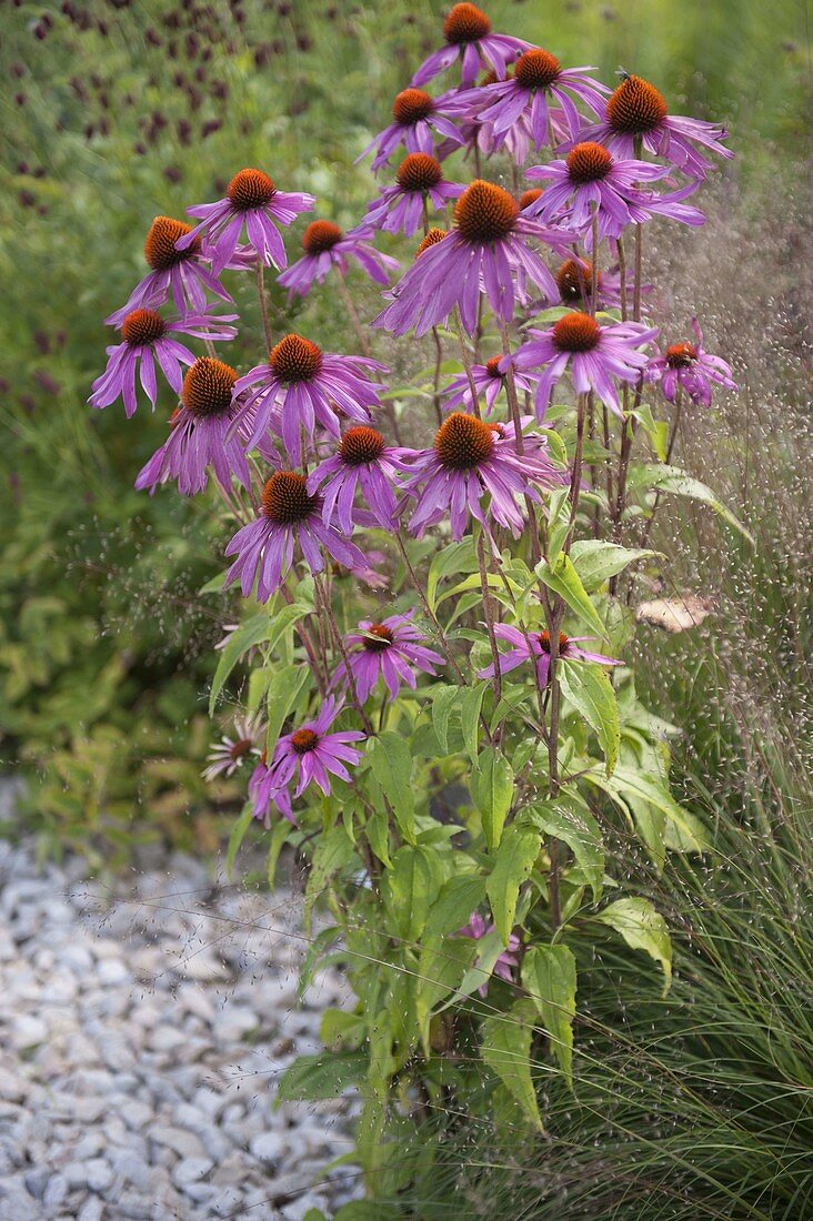 Echinacea purpurea 'Rubinstern' (red coneflower)