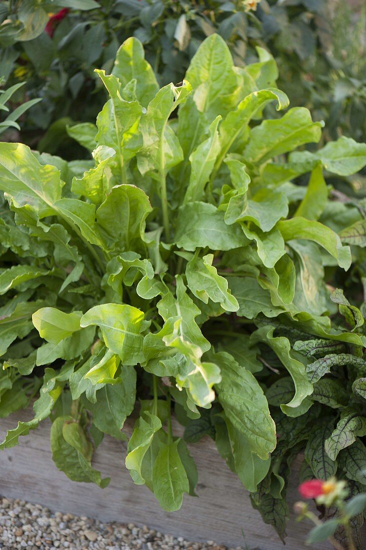 Sorrel (Rumex acetosa)