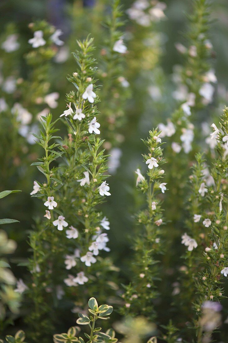 Savory (Satureja hortensis)