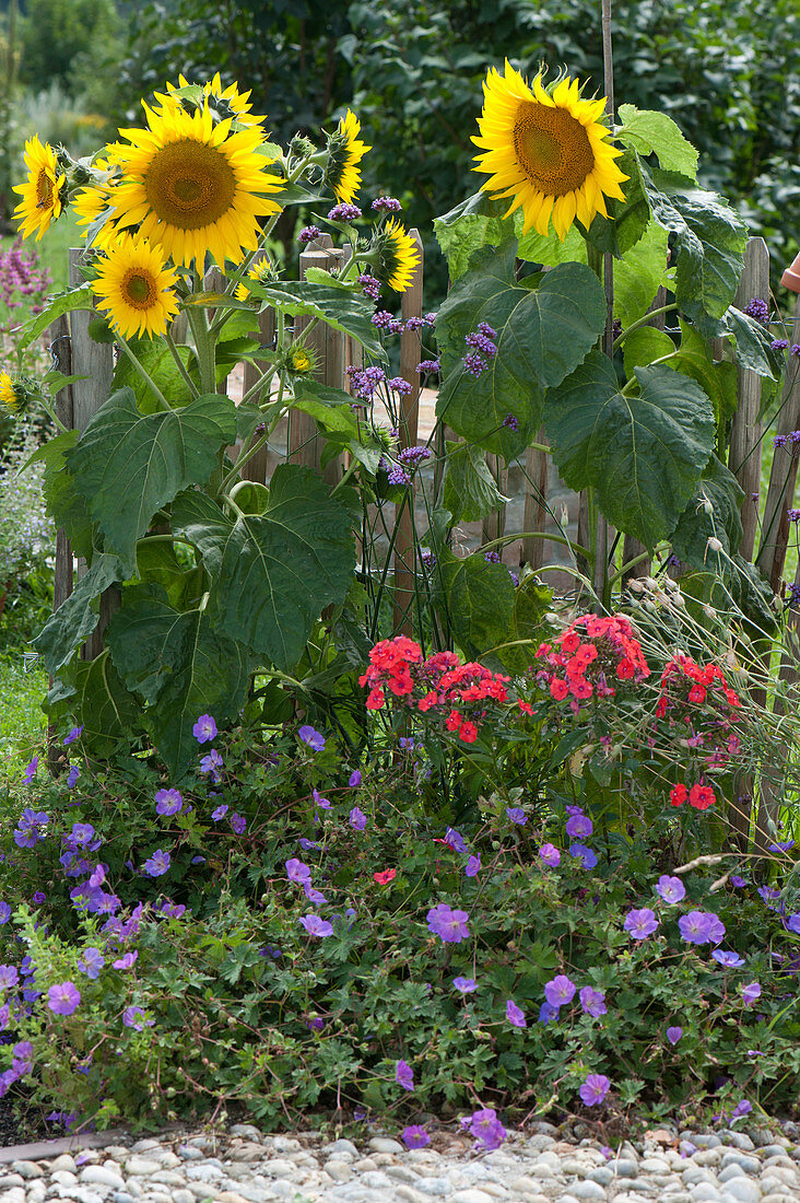 Helianthus 'Quartz' (sunflowers)