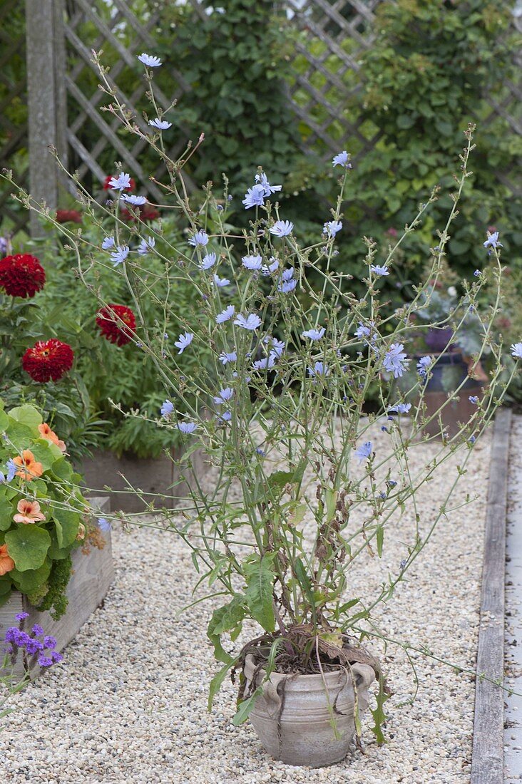 Cichorium intybus (Chicory) in a pot on gravel