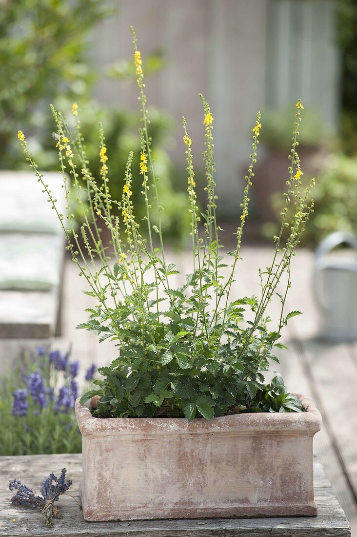 Agrimonia eupatoria (agrimony) in terracotta box