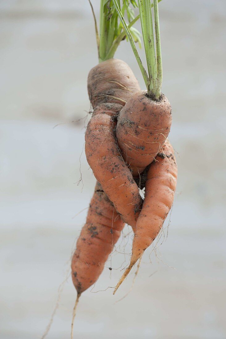 Lustily grown carrots, carrots (Daucus carota)