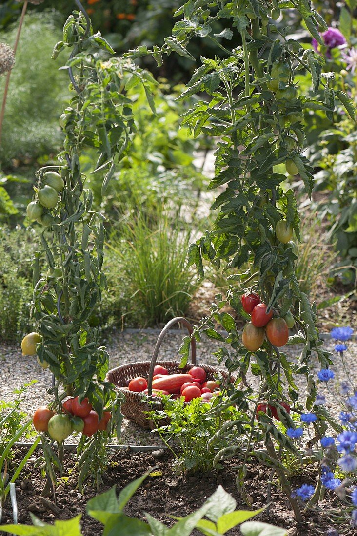 Tomatenernte im Biogarten