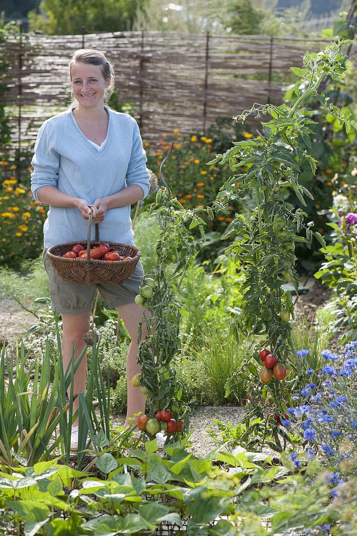 Tomato harvest in organic garden