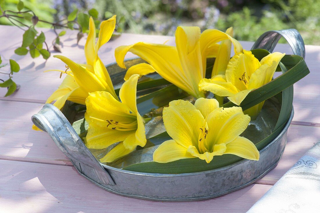 Blüten und Blätter von Hemerocallis (Taglilien) in Zink-Tablett mit Wasser