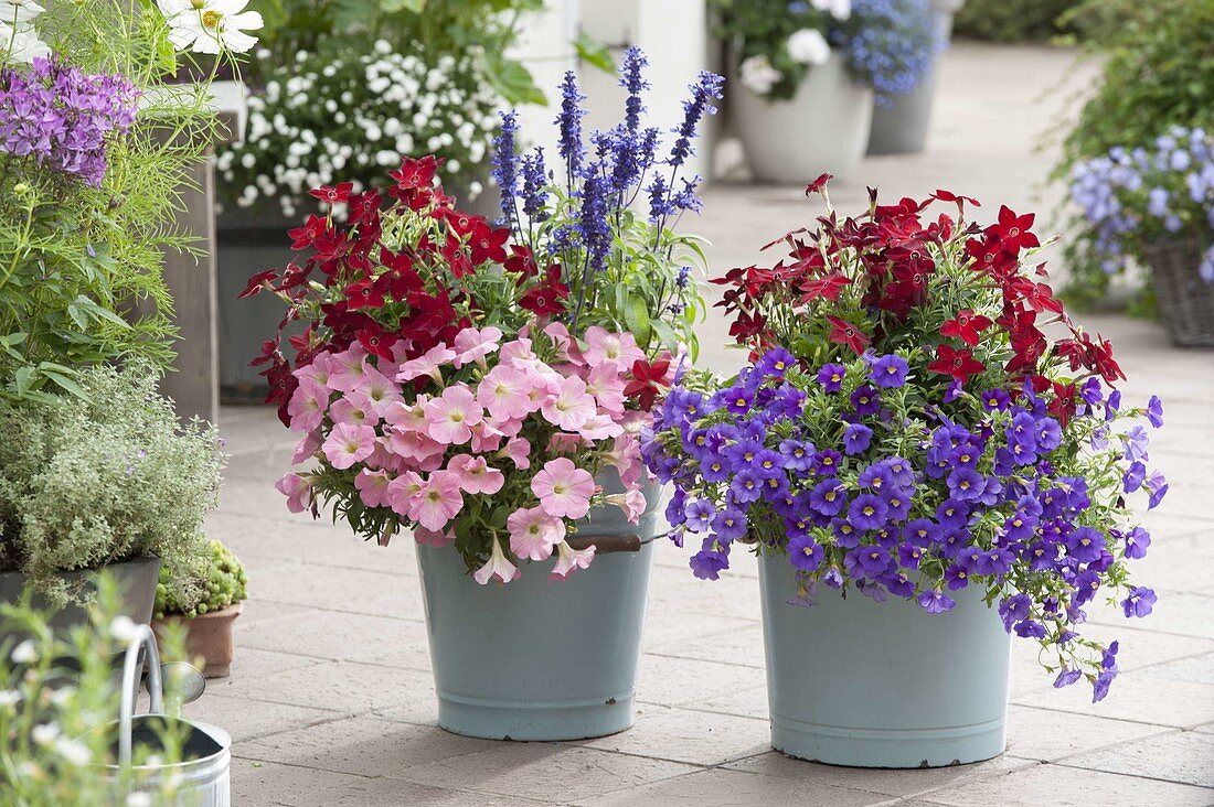 Nicotiana (Ziertabak), Petunia Bingo 'Pink Morn' (Petunien), Calibrachoa