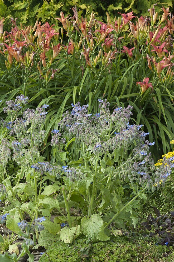 Hemerocallis Hybride 'Pink Damask' (Daylily), Borage (Borago)