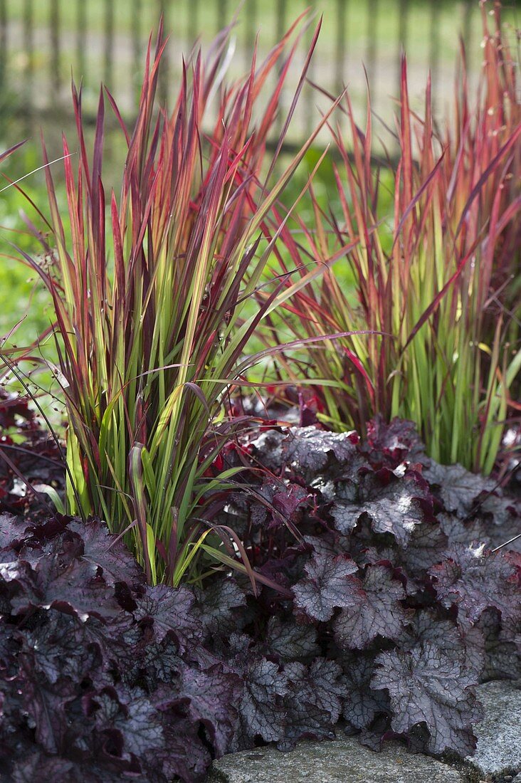 Imperata cylindrica 'Red Baron' (Japanisches Rotgras) und Heuchera