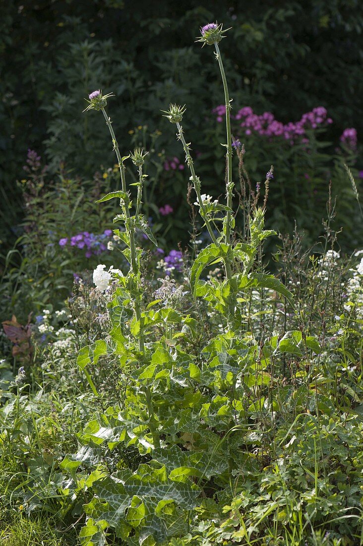 Silybum marianum (Mariendistel)