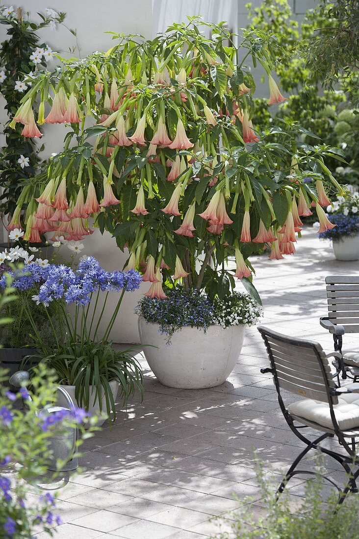 Fragrance terrace with Datura 'Pink Favorite' and Agapanthus