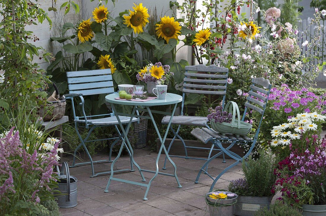 Sommer-Terrasse mit Helianthus (Sonnenblumen), Astilbe (Prachtspiere)