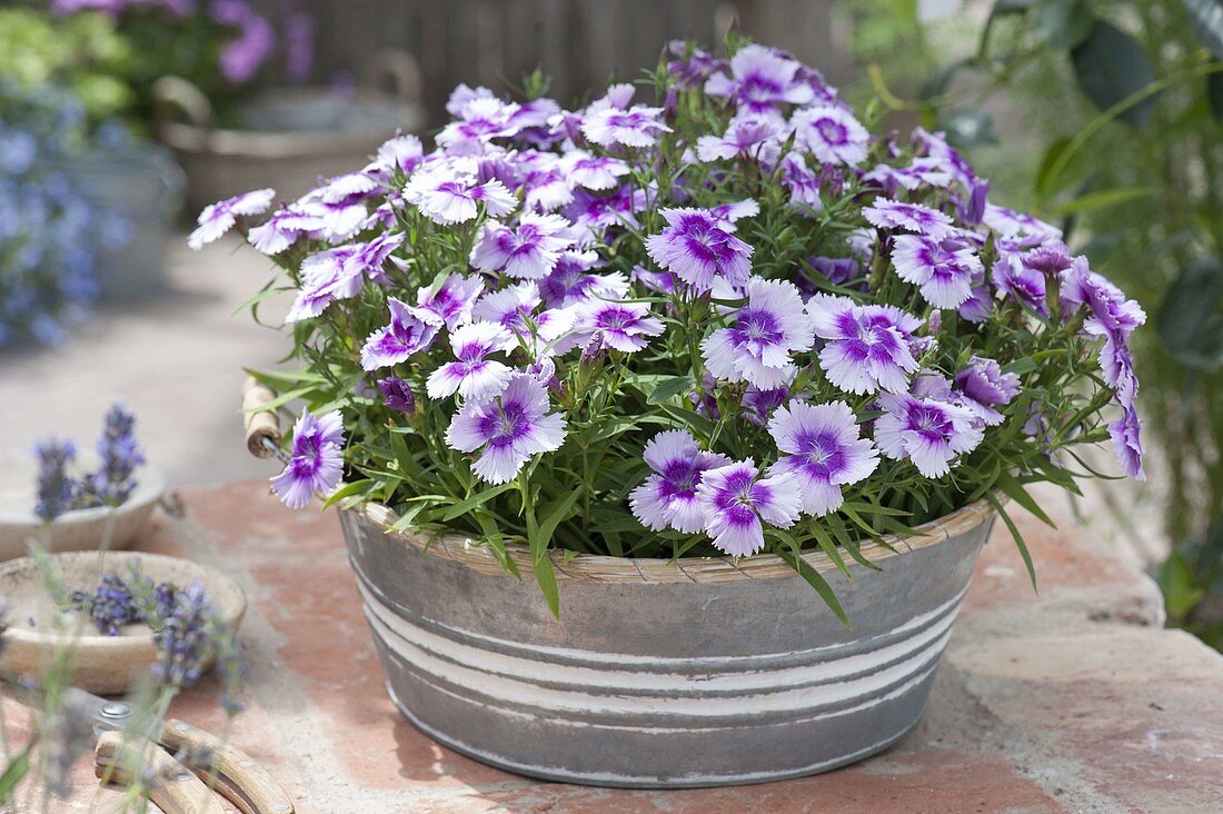 Dianthus chinensis 'Diana Lavender Picotee' (Chinese carnations)