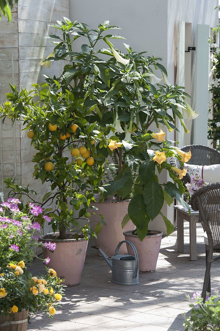 Duftterrasse mit Datura (Engelstrompeten), Citrus sinensis