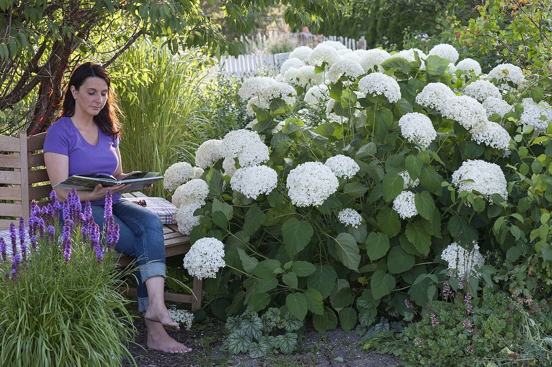 Woman sitting on tree bench next to Hydrangea arborescens 'Annabelle'