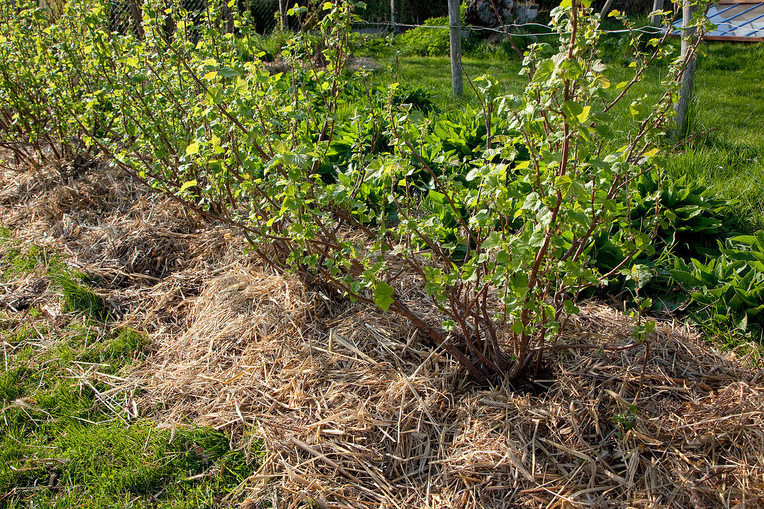 Row of blackcurrant (Ribes nigrum) shrubs mulched with straw