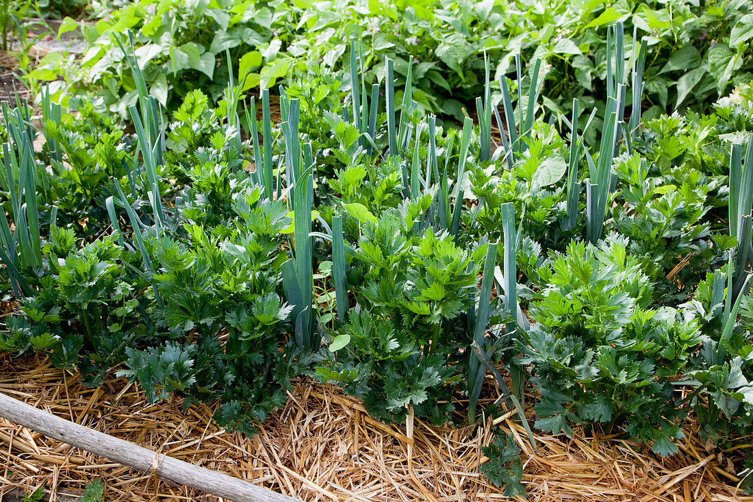 Vegetables in mixed culture: celery (Apium) and leek, leek (Allium porrum) mulched with straw