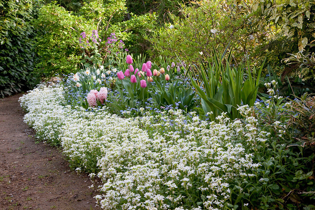 Frühlingsbeet mit Tulipa (Tulpen), Arabis (Gänsekresse), Myosotis (Vergissmeinnicht), Hyacinthus (Hyazinthen) und Narcissus (Narzissen)