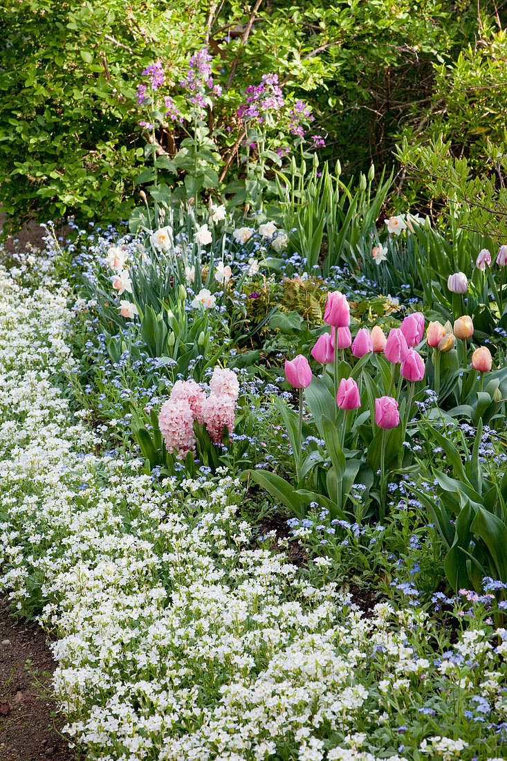 Spring border with tulipa, arabis, myosotis, hyacinthus and narcissus