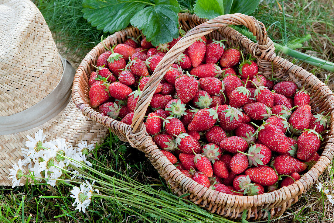 Basket with freshly harvested strawberries (Fragaria)
