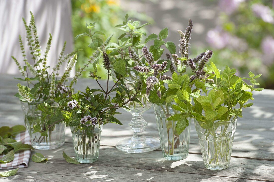 Various mints as bouquets in glasses