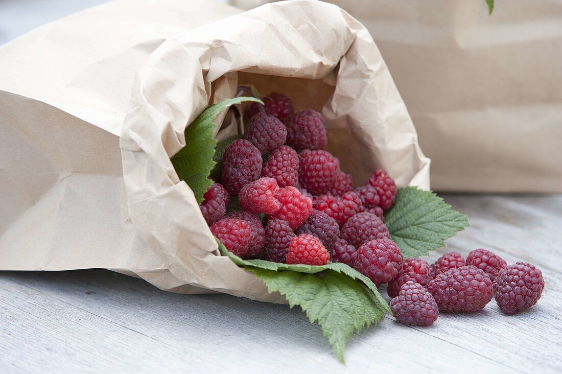 Raspberries (Rubus idaeus) in paper bag