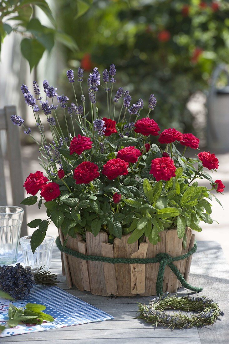 Pink (potted roses), lavender (Lavandula) and sage (Salvia) in bowl