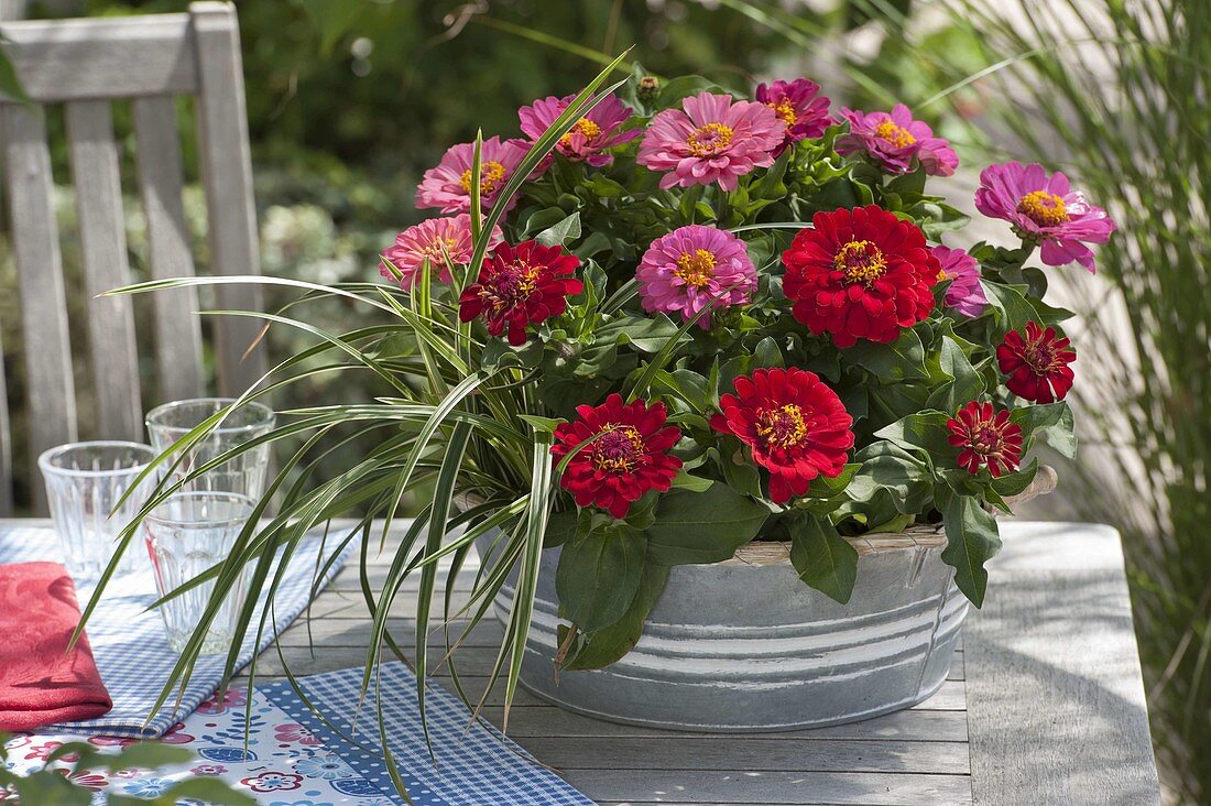 Schale mit Zinnia (Zinnien) und Carex morrowii (Japan-Segge)