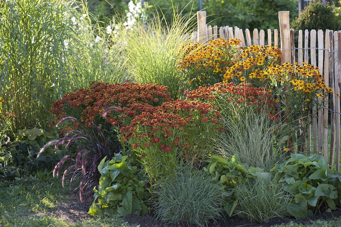 Helenium 'Rubinzwerg', 'Rauchtopas' (common sneezeweed) and grasses