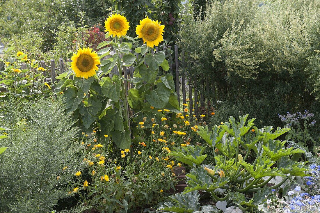 Bauerngarten mit Stauden und Sommerblumen bepflanzen