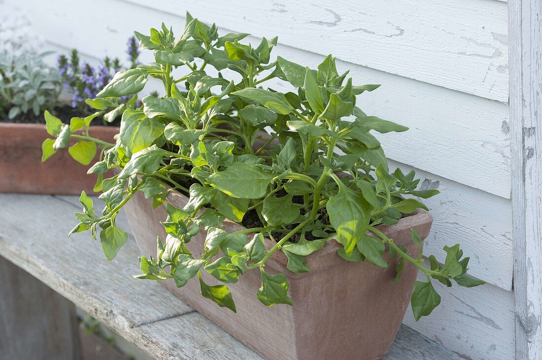 New Zealand spinach (Tetragonia tetragonioides)