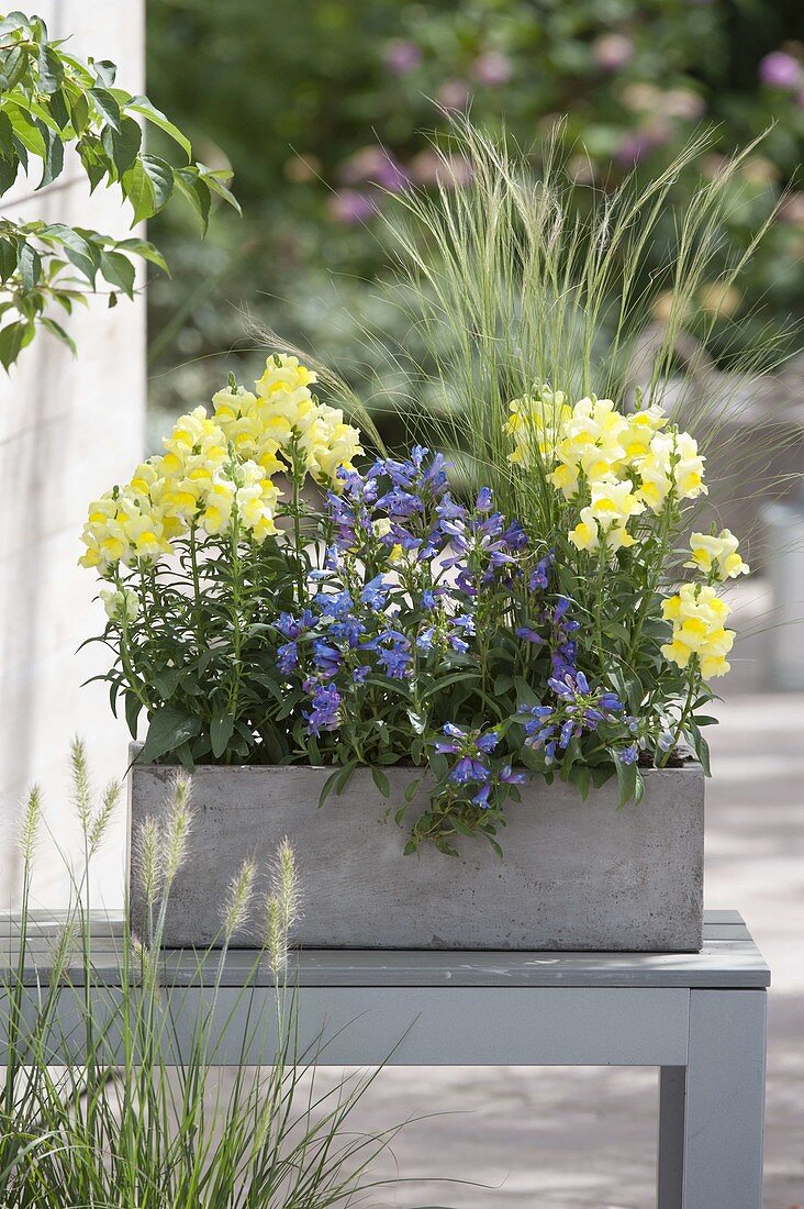 Grey box with Penstemon barbatus (bearded thread), Stipa tenuissima