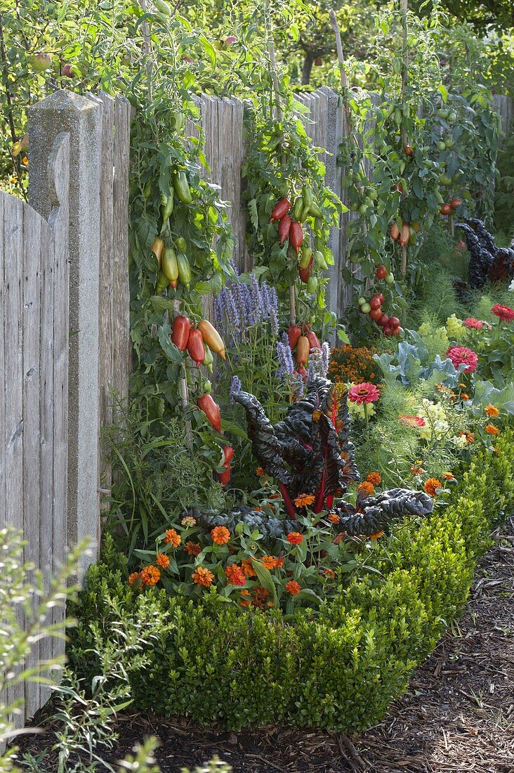 Tomatoes 'Striped Roman' on the fence, hedge made of Buxus