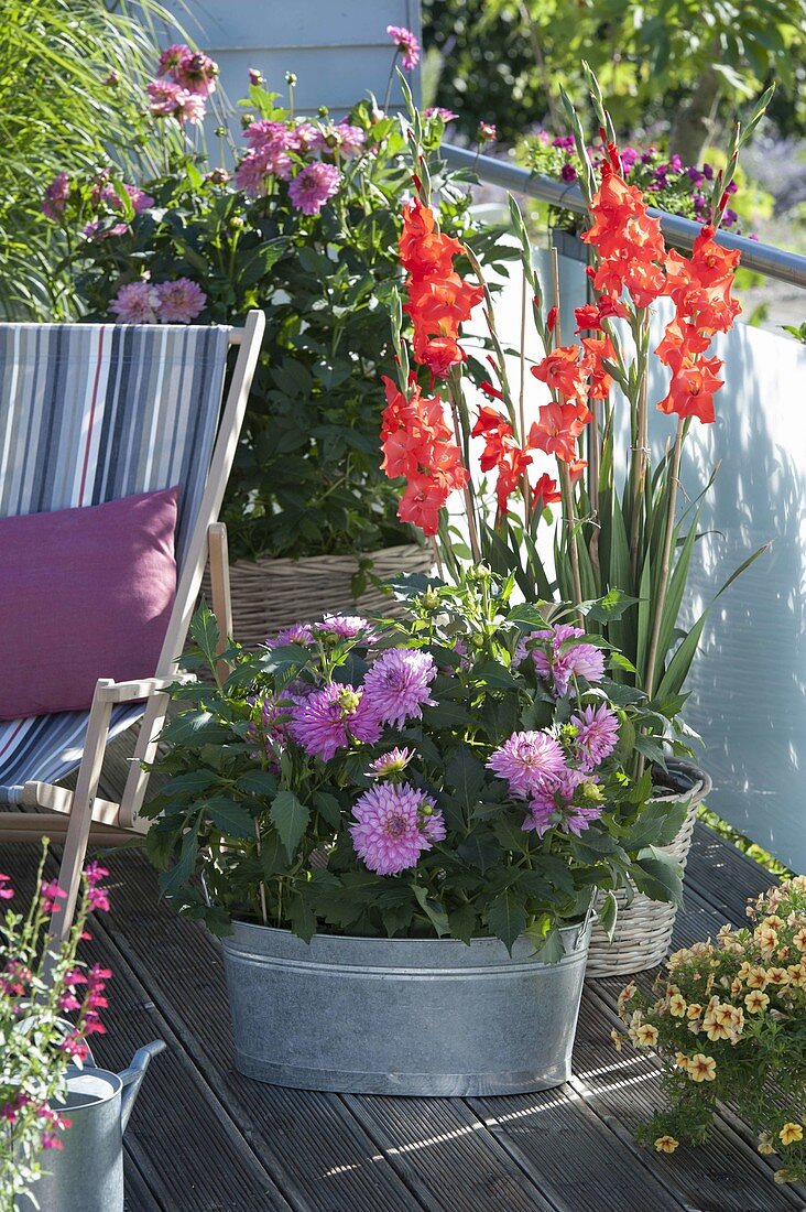 Late summer balcony with Dahlia (dahlias) and Gladiolus