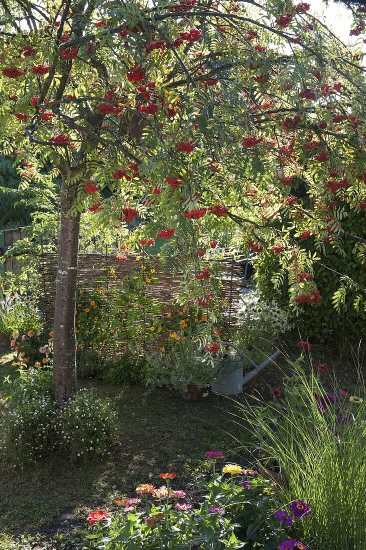 Edulis' (Sorbus aucuparia) edible mountain ash with summer flowers'