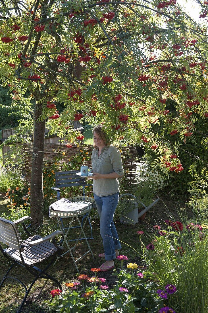 Seating under edible mountain ash 'Edulis' (Sorbus aucuparia)