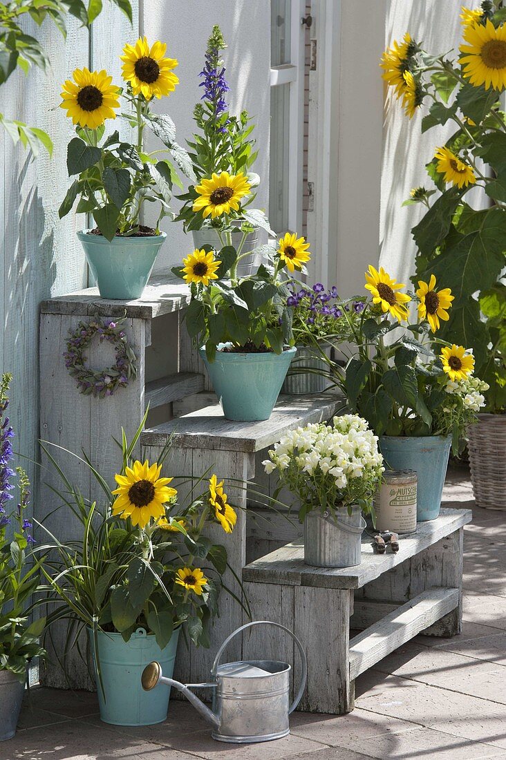 Selbstgebaute Holz-Treppe mit Helianthus (Sonnenblumen), Antirrhinum