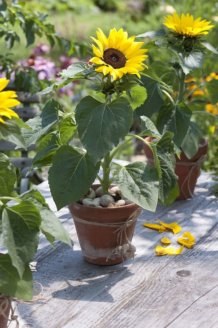 Aussaat von Sonnenblumen in Tonkasten