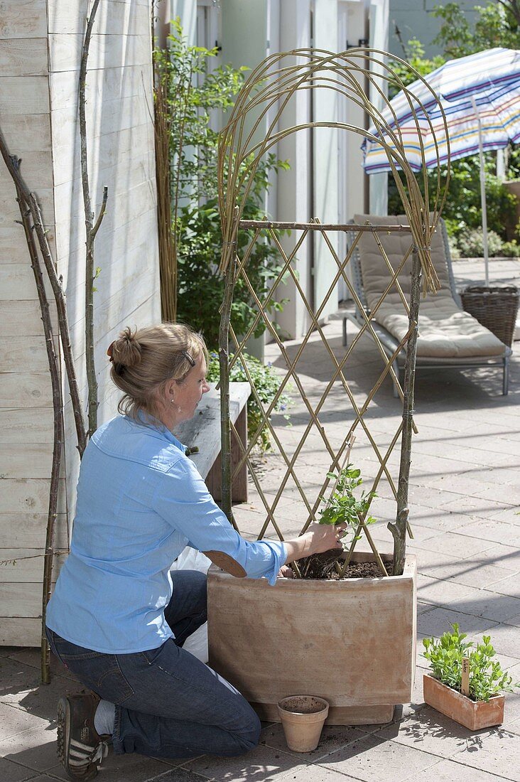 Willow trellis for climbing plants, do-it-yourself