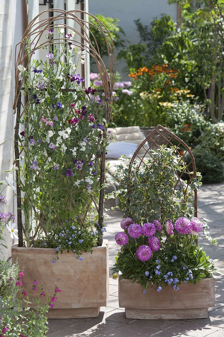 Willow trellis for climbing plants, do-it-yourself