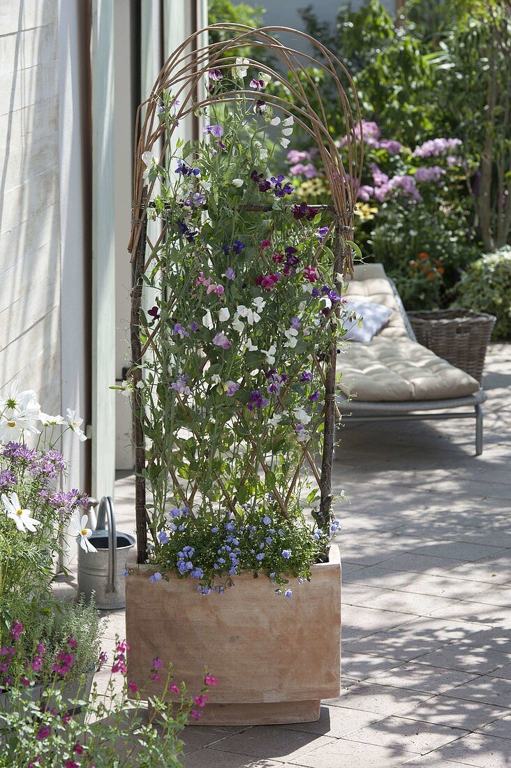 Trellis made of willow rods for climbing plants