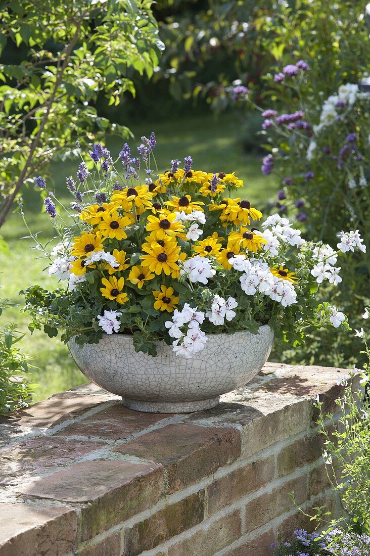 weiße Schale bepflanzt mit Rudbeckia hirta (Sonnenhut), Pelargonium