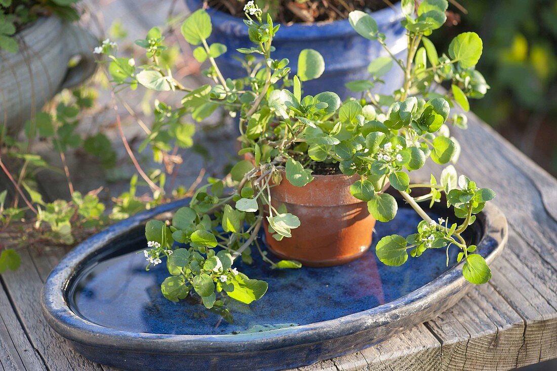 Watercress (Nasturtium officinalis) in blue saucer with water