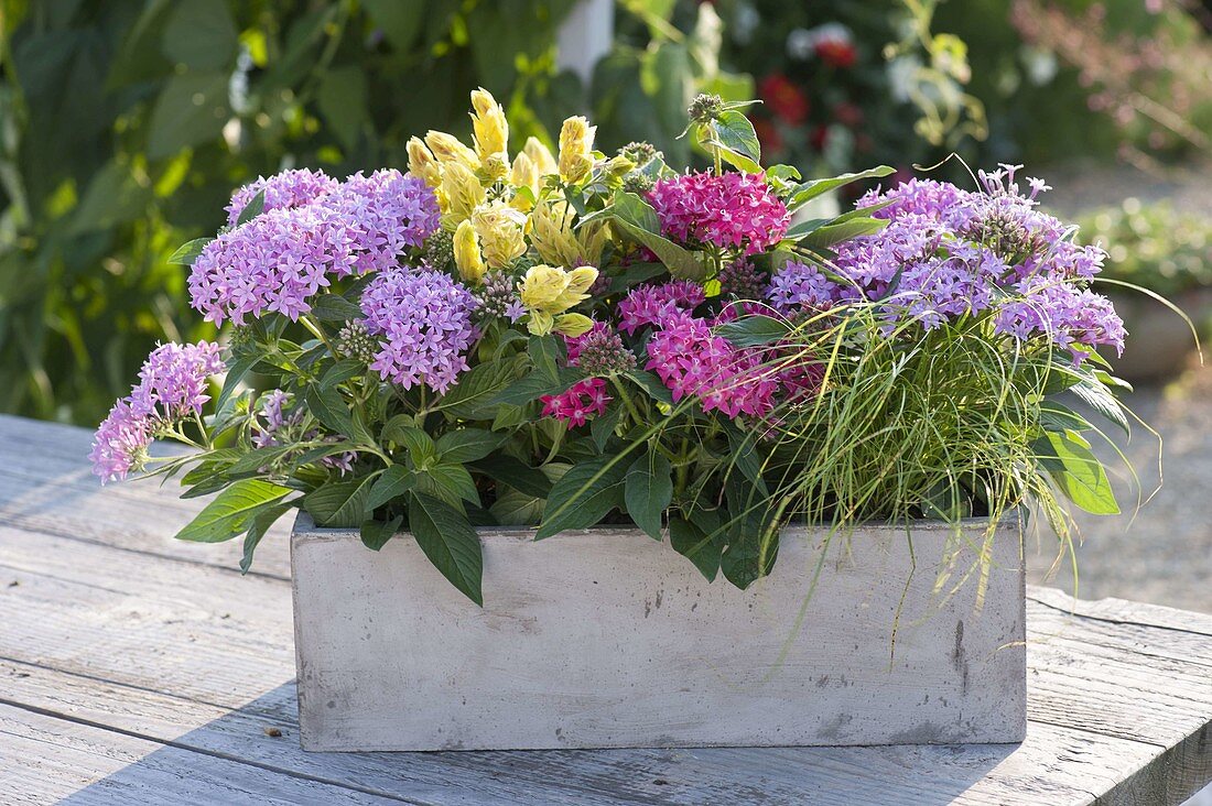 Pentas lanceolata Graffiti 'Lavender' 'Rose' (Starflower, Star of Egypt)