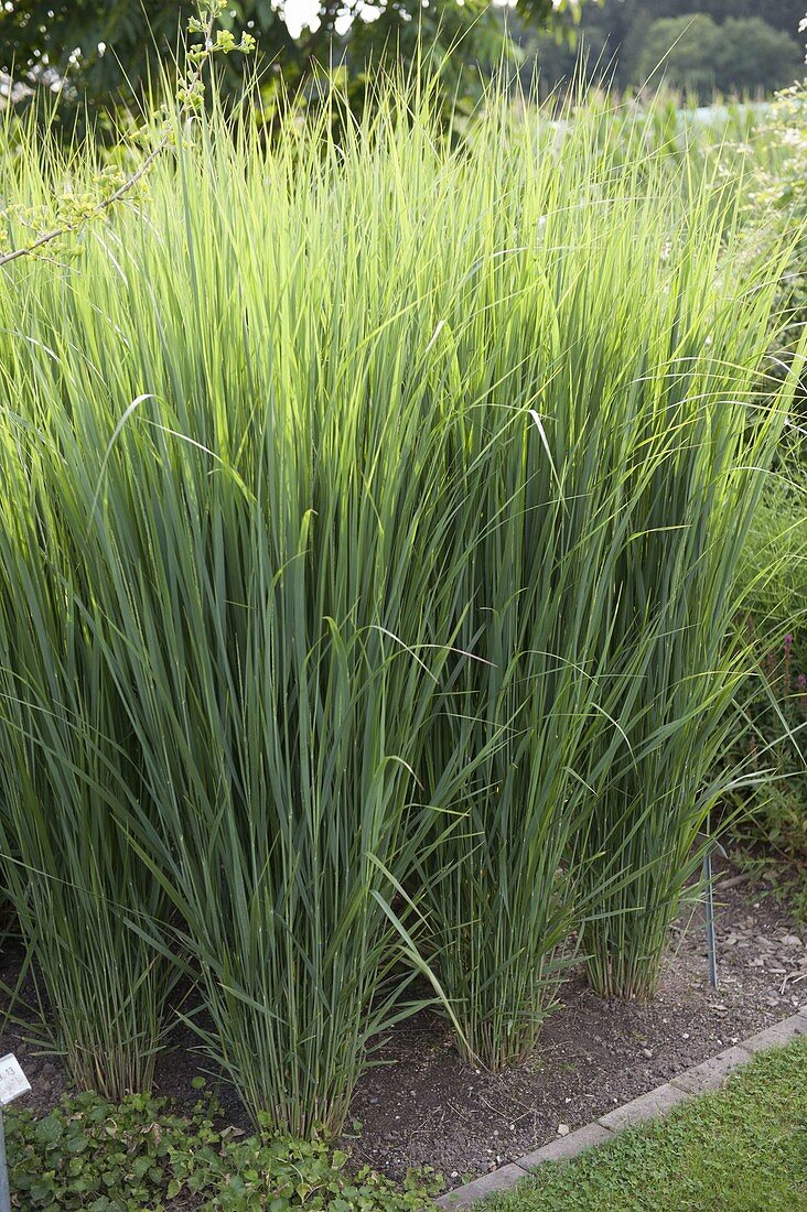 Panicum virgatum 'Nordwind' (giant switchgrass)