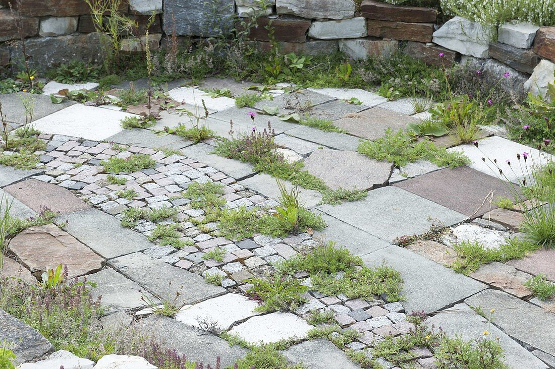 Mixed paving for the natural garden with thyme in the cracks